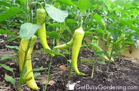 I have tried them at various stages of ripeness and they taste really good, starting from as soon as they get a hint of yellow color and onto the stage when they are a nice rich. How To Grow Peppers: The Ultimate Guide - Get Busy ...