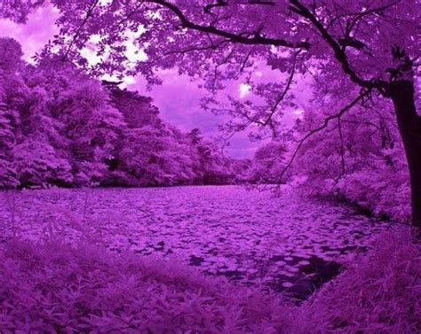 Pin By Lyndall Cosgrove On Purple Is Pretty Nature Photography