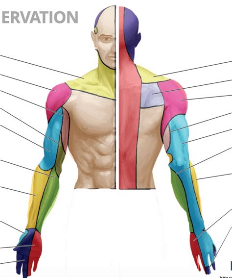 Upper Limb Cutaneous Innervation Diagram Quizlet