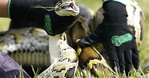 Registration Opens For Annual Florida Python Challenge The Seattle Times