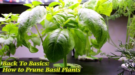 Back To Basics How To Prune Basil Plants Youtube