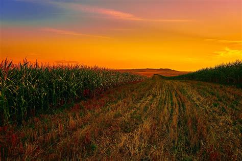 Corn Field Cornfield Free Photo On Pixabay Pixabay