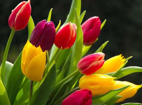 Why Is The Tulip National Flower Of Turkey Best Flower Site