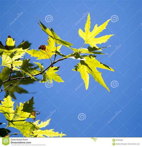 Green Maple Leaves On A Tree In The Nature Stock Image Image Of