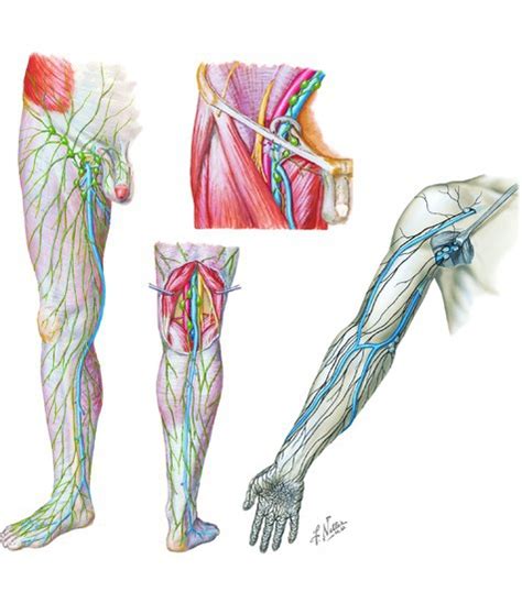 Lymph Vessels And Nodes Of The Lower Limb And Upper Limb