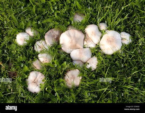 Mushrooms Growing In Lawn Stock Photo Alamy