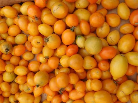 Free Stock Photo Of Bunch Of Yellow Orange Small Tomatoes Download