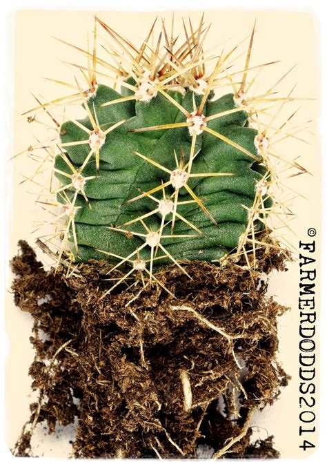 Cactus, globular, white spines and areoles. KYKEON PLANTS: ETHNOBOTANICAL CACTUS PAGE 1