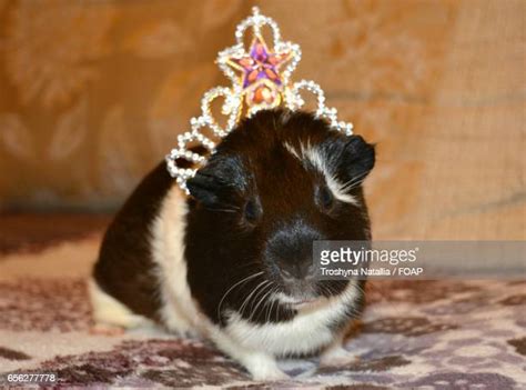 Guinea Pig Crown Photos And Premium High Res Pictures Getty Images