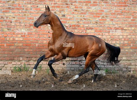 Bay Akhal Teke Stallion Running In The Sand Paddock Against Red Brick