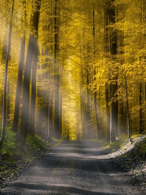 Forests Roads Rays Of Light It Wallpaper 1620x2160