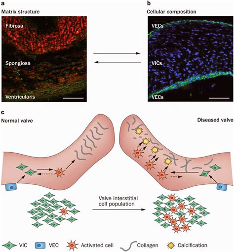 Cardiac Valve Cells And Their Microenvironment—insights From In Vitro