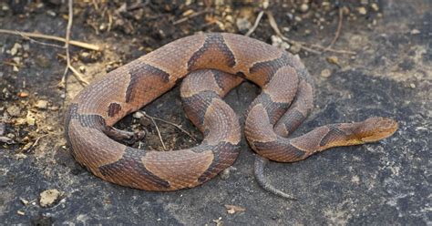 Copperhead snakes have horizontal hourglass bands from head to tail. Dispelling the myths surrounding copperhead snakes