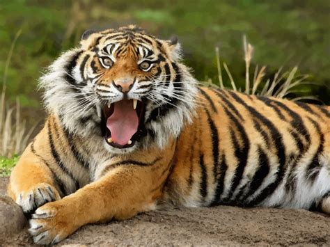 The tiger (panthera tigris) is the largest living cat species and a member of the genus panthera. Roaring Tiger