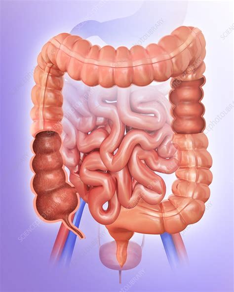 Human Intestines Illustration Stock Image F0121841 Science