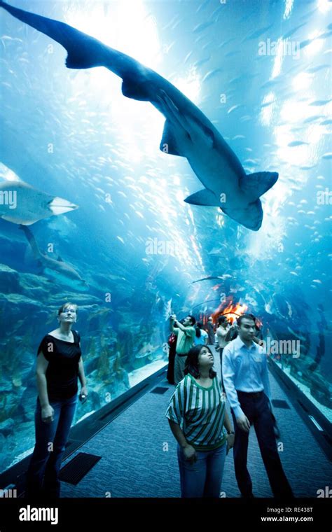 Dubai Aquarium And Underwater Zoo At The Dubai Mall Dubai United Arab