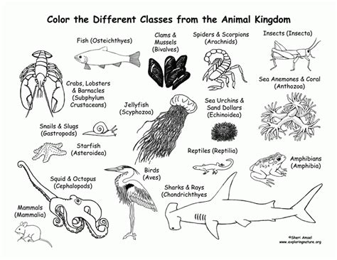 Disney Animal Kingdom Coloring Pages - Coloring Home