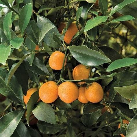 Meiwa Kumquat Tree 1 2 Feet Georgia Grown Citrus In 2021 Kumquat