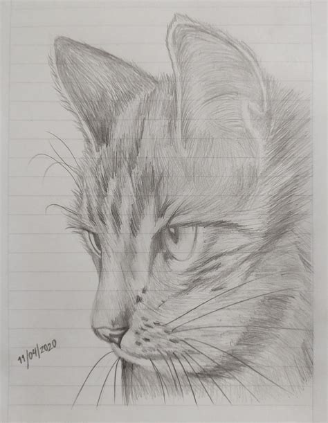 Dibujo De Gato A Lápiz Ojos De Gatos Dibujos Dibujo Gato Facil Dibujos De Gatos