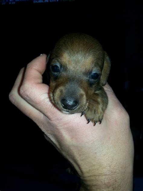This lovable pup is currently searching for a good, loving home to call her own. Female Puppies - Dachshund Puppies for sale Columbus Ohio