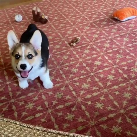 Corgi Lovers 🐾 On Instagram “when Mom Pulls Out The Treat Bag 😋😆⁠ ⠀﻿⁠ 👫 Tag A Friend⠀﻿⁠ 👉