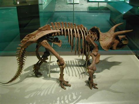 Triceratops Horridus Marsh 1889 Smithsonian Institution