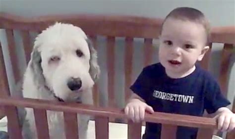 Dad Walks In And Asks The Toddler About The Dog In His Crib In 2020