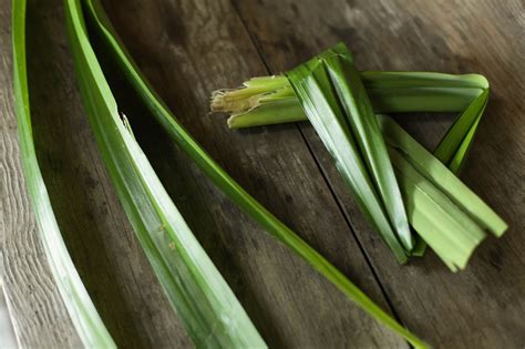 Pandan Leaves Uses Health Benefits And Storage New 44 Off