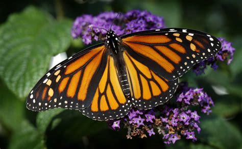 Expect 300 Million Monarch Butterflies In Texas This Season Houston