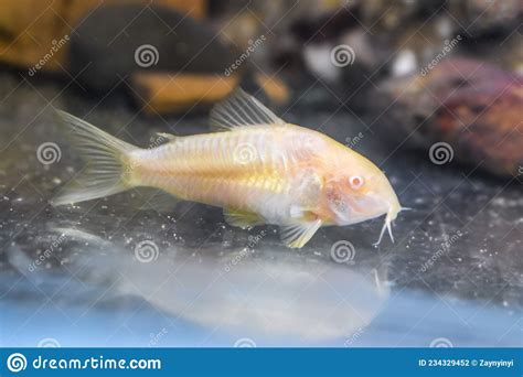 Albino Aeneus Cory Catfish In Tank Stock Photo Image Of Cute Pale
