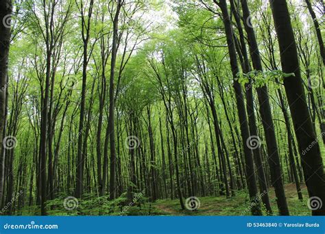 Dark Green Forest Thicket Stock Photo Image Of Grass 53463840