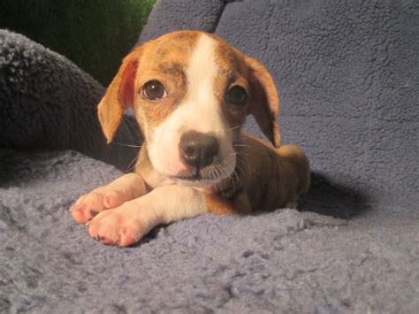 Adorable Boglen Terriers Available Beagle X Boston Terrier 8 12