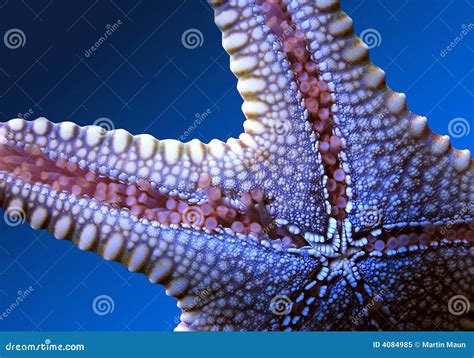 Starfish Stock Image Image Of Tropical Marine Ocean 4084985