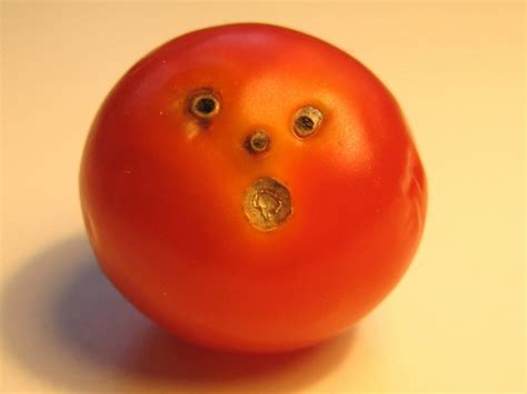 Why Was The Tomato Surprised Pee Wees Blog