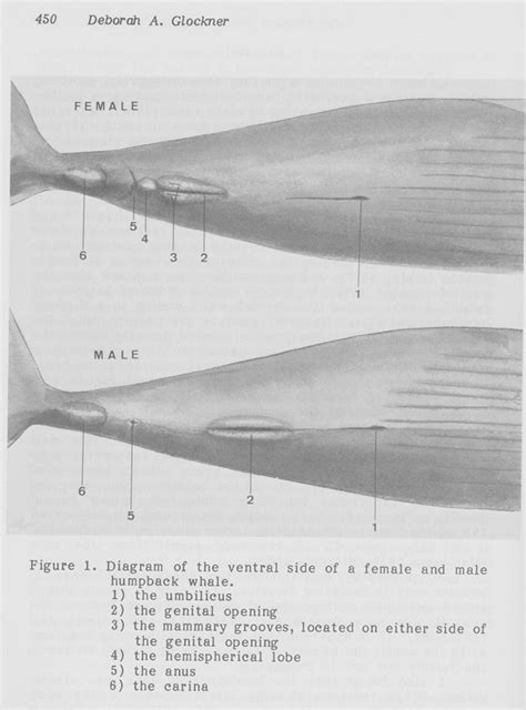 How Can You Tell A Male And Female Humpback Whale Apart Pacific
