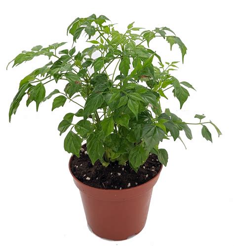 China Doll Plant Radermachera Sinica Easy House Plant 35 Pot