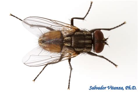 Diptera Muscidae Musca Domestica House Fly Male I Urban Programs
