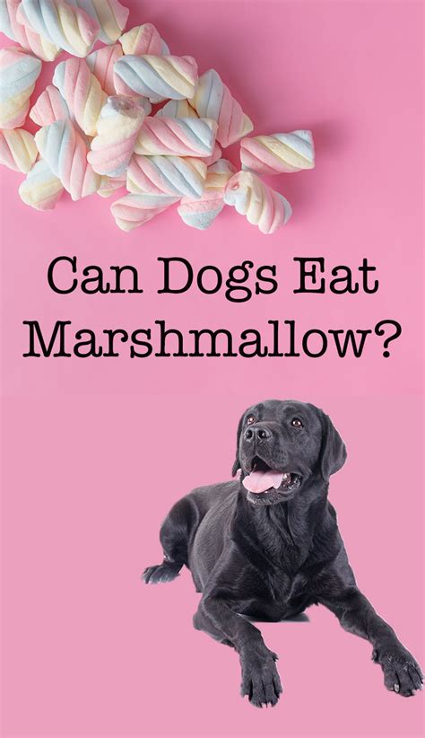 640 x 426 jpeg 45 кб. Can Dogs Eat Marshmallows Safely And Stay Fit And Healthy?