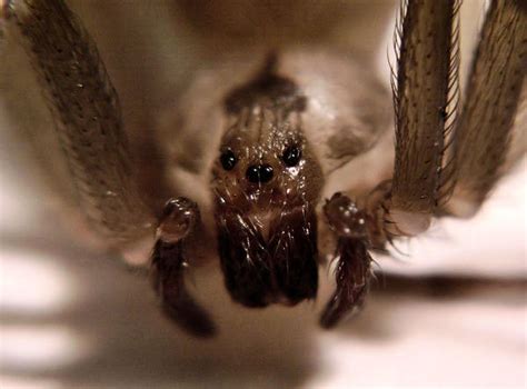 Brown Recluse Spider Close Up By Splitlipgypsy On Deviantart