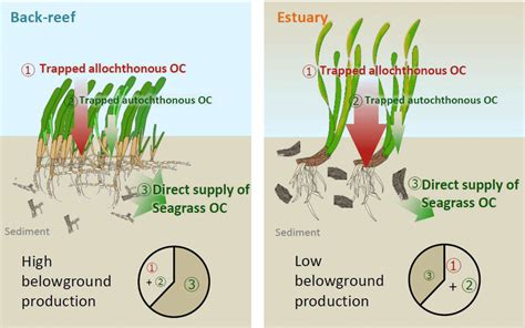 Bg Contributions Of The Direct Supply Of Belowground Seagrass