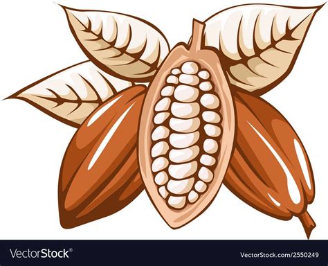 Cocoa Bean Vector Image On Vectorstock Cocoa Vector Images Drawings