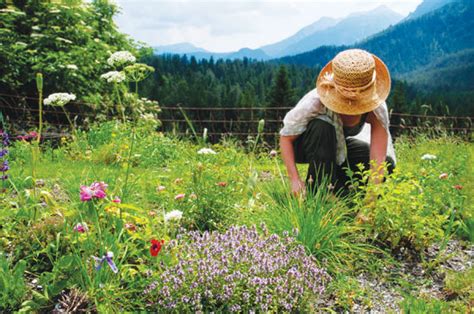 Growing Medicinal Herbs For Plant Based Healing Natural