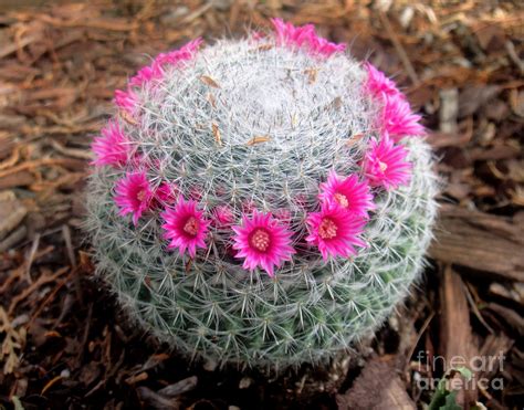 Cactus Ball With Pink Flowers Photograph By Sofia Goldberg Pixels