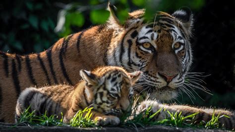 Baby Tiger And Mother Wallpaper Backiee
