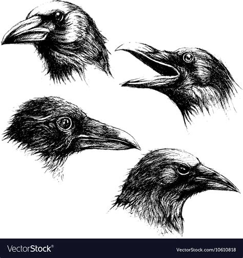 Crow Head Drawing Line Work Set 02 Royalty Free Vector Image