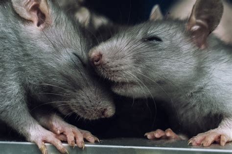 How To Introduce New Pet Rats Petsoid