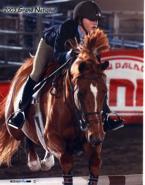 Hd00:08close up of a horse moving toward the camera. Information about "Jumping Horse Training.jpg" on just ...