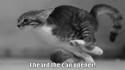 I Heard The Can Opener Lolcats Lol Cat Memes Funny Cats