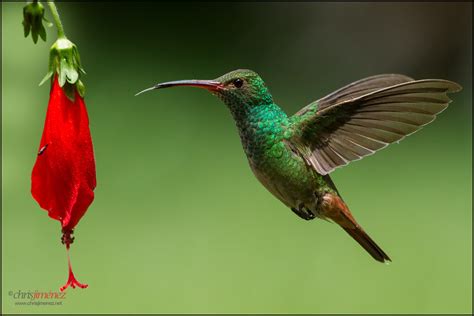 Rufous-tailed Hummingbird | Rufous-tailed Hummingbird feedin… | Flickr