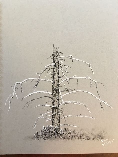 Conte Crayons On Grey Toned Paper Have Wanted To Draw This Tree From